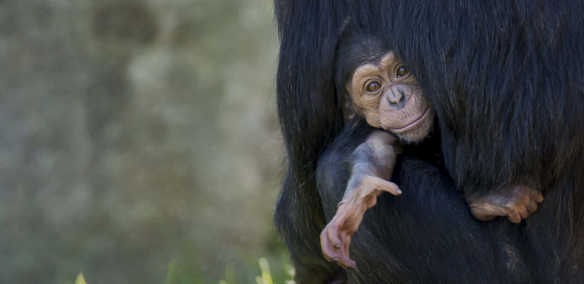 A close-up of a Chimpanzee.