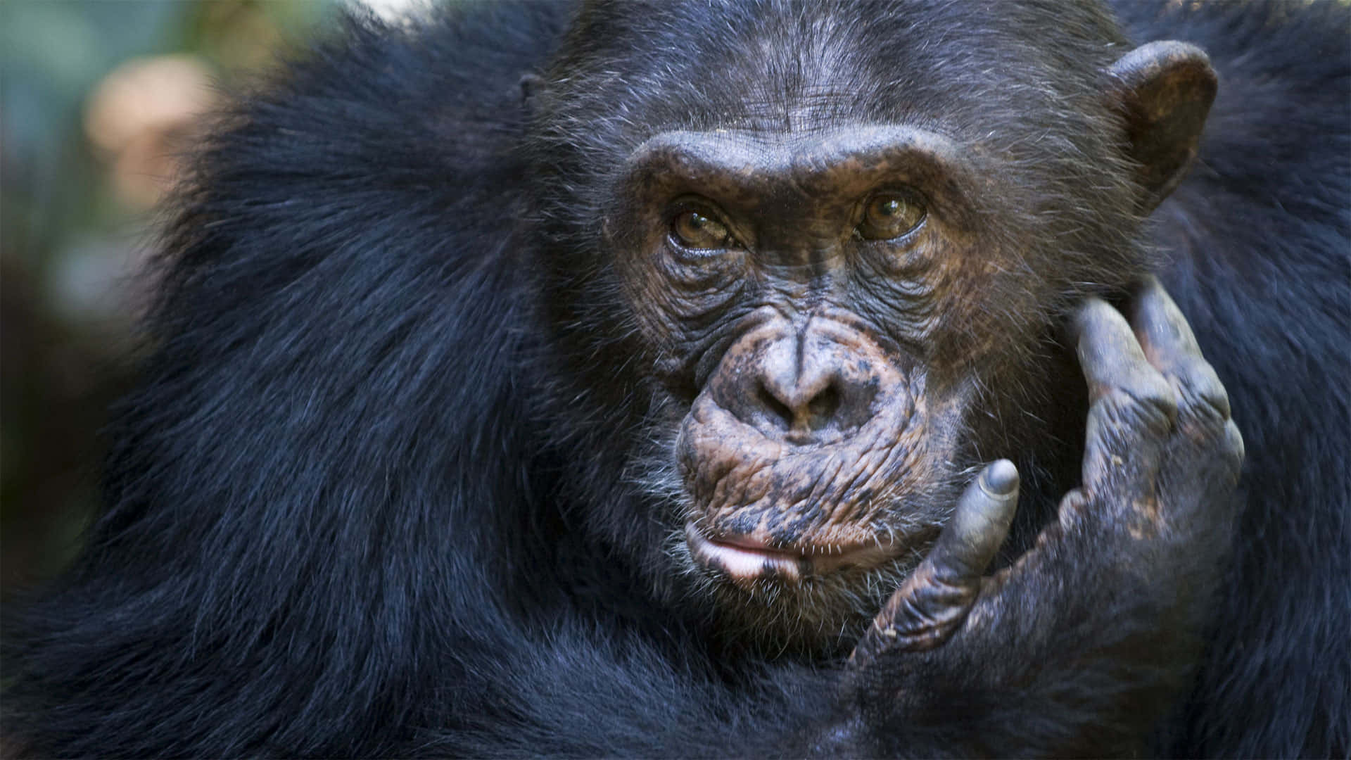 Uncurioso Chimpancé Mirando Hacia Afuera Desde Su Exuberante Hábitat.