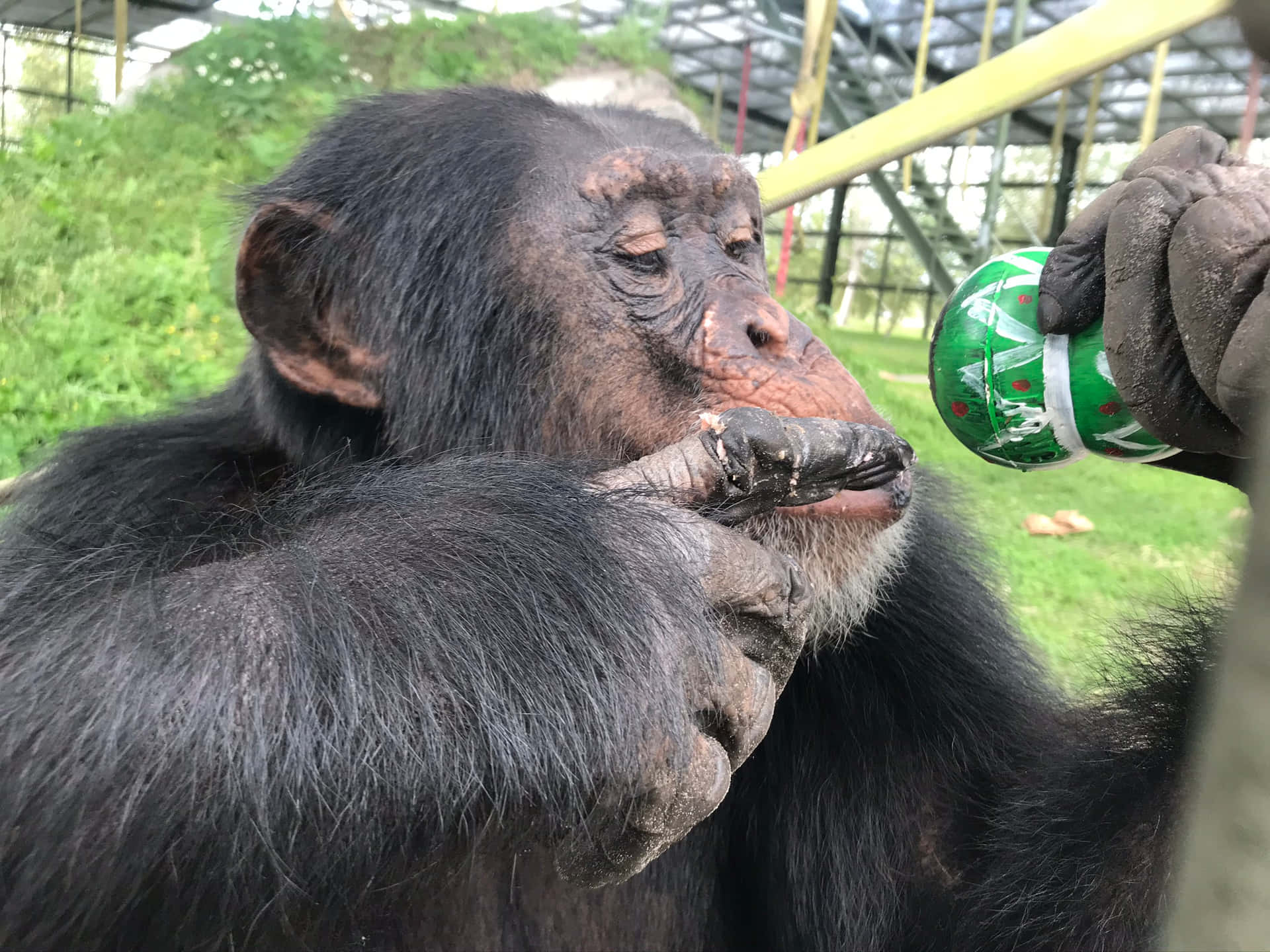 A Chimpanzee Drinking A Can Of Soda