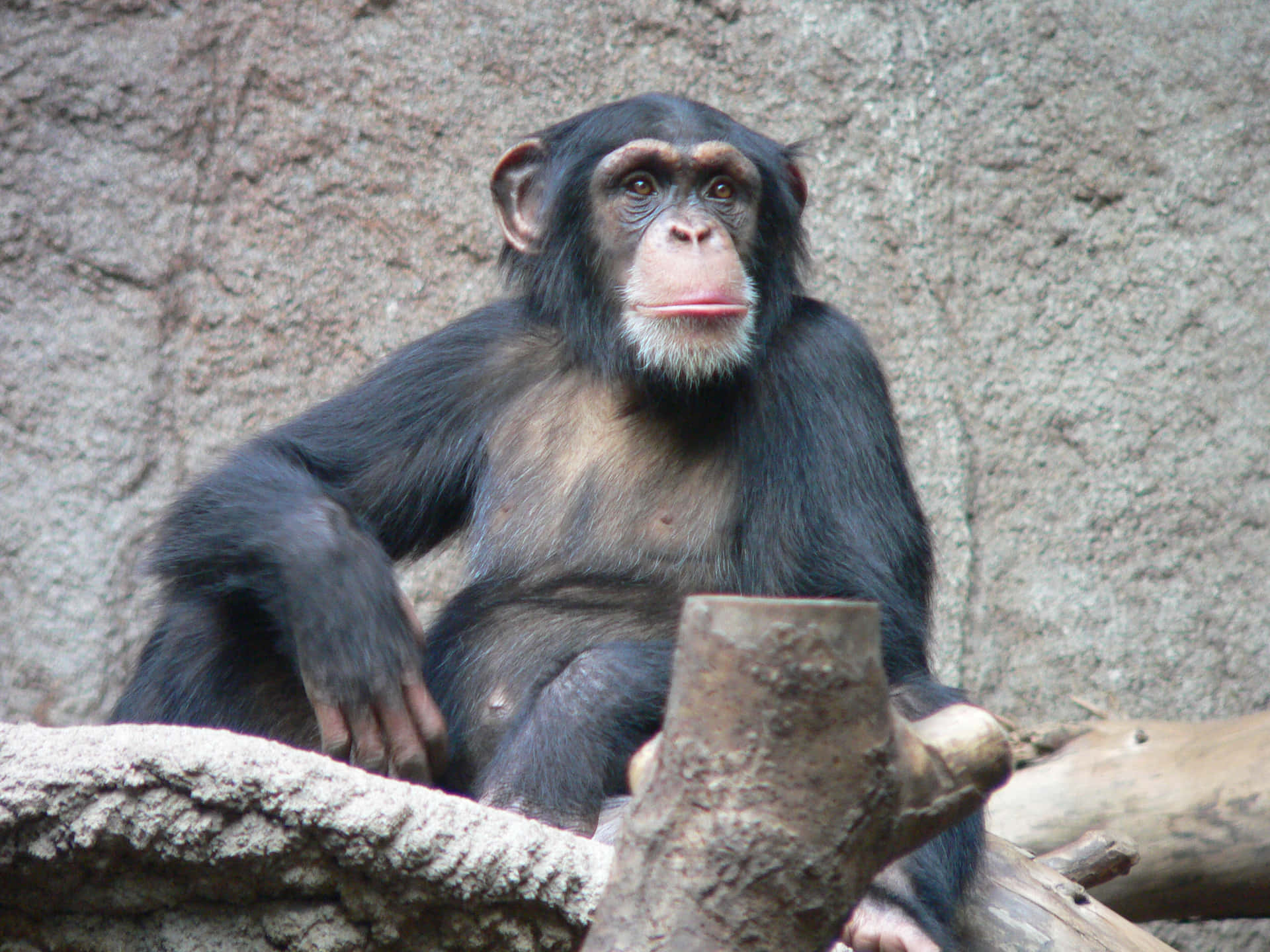 Umgrupo De Chimpanzés A Brincar No Seu Habitat Natural.