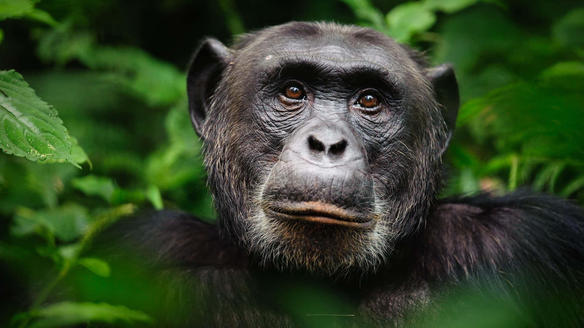A Chimpanzee Is Staring At The Camera In The Jungle