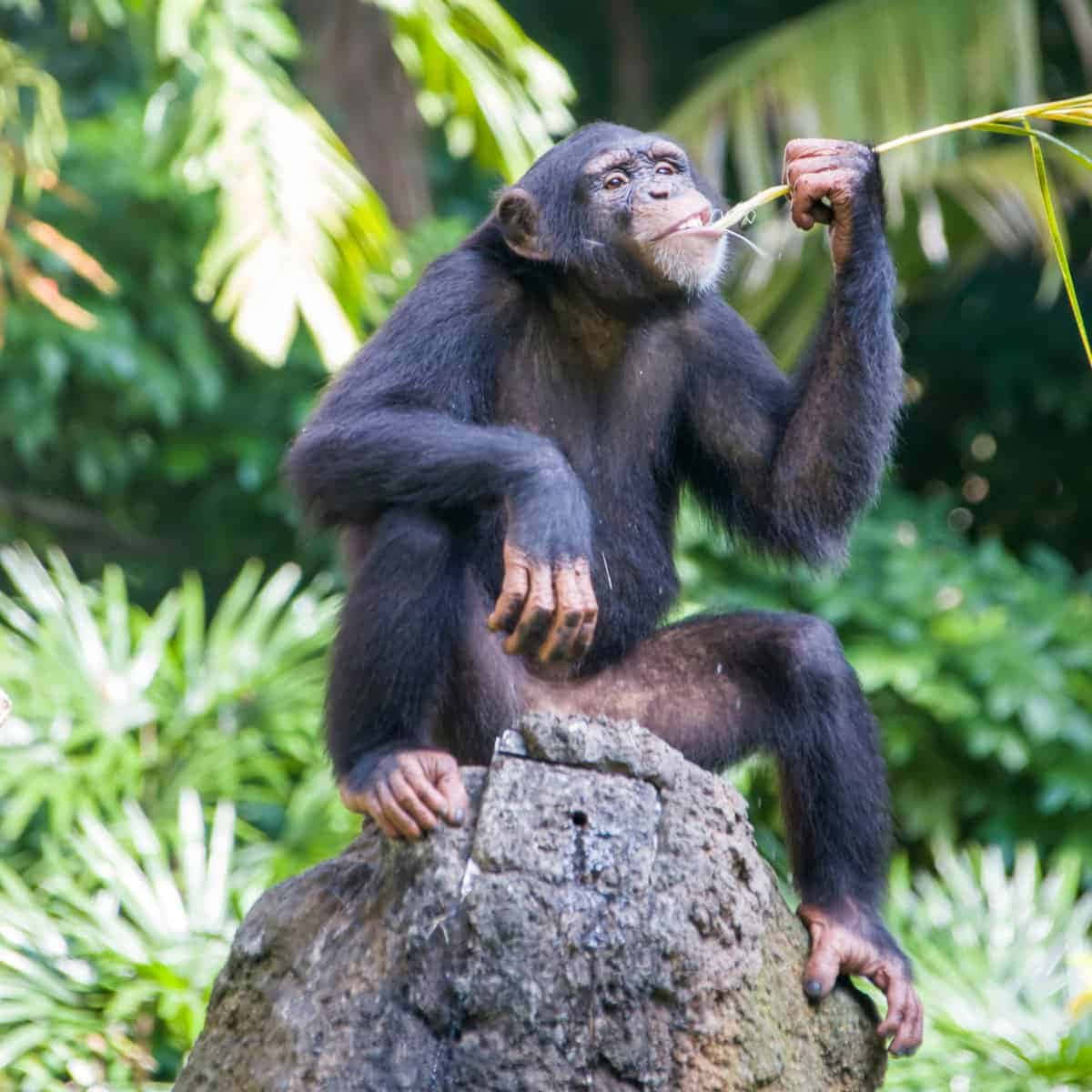 A Chimpanzee Sitting On A Rock And Eating A Leaf