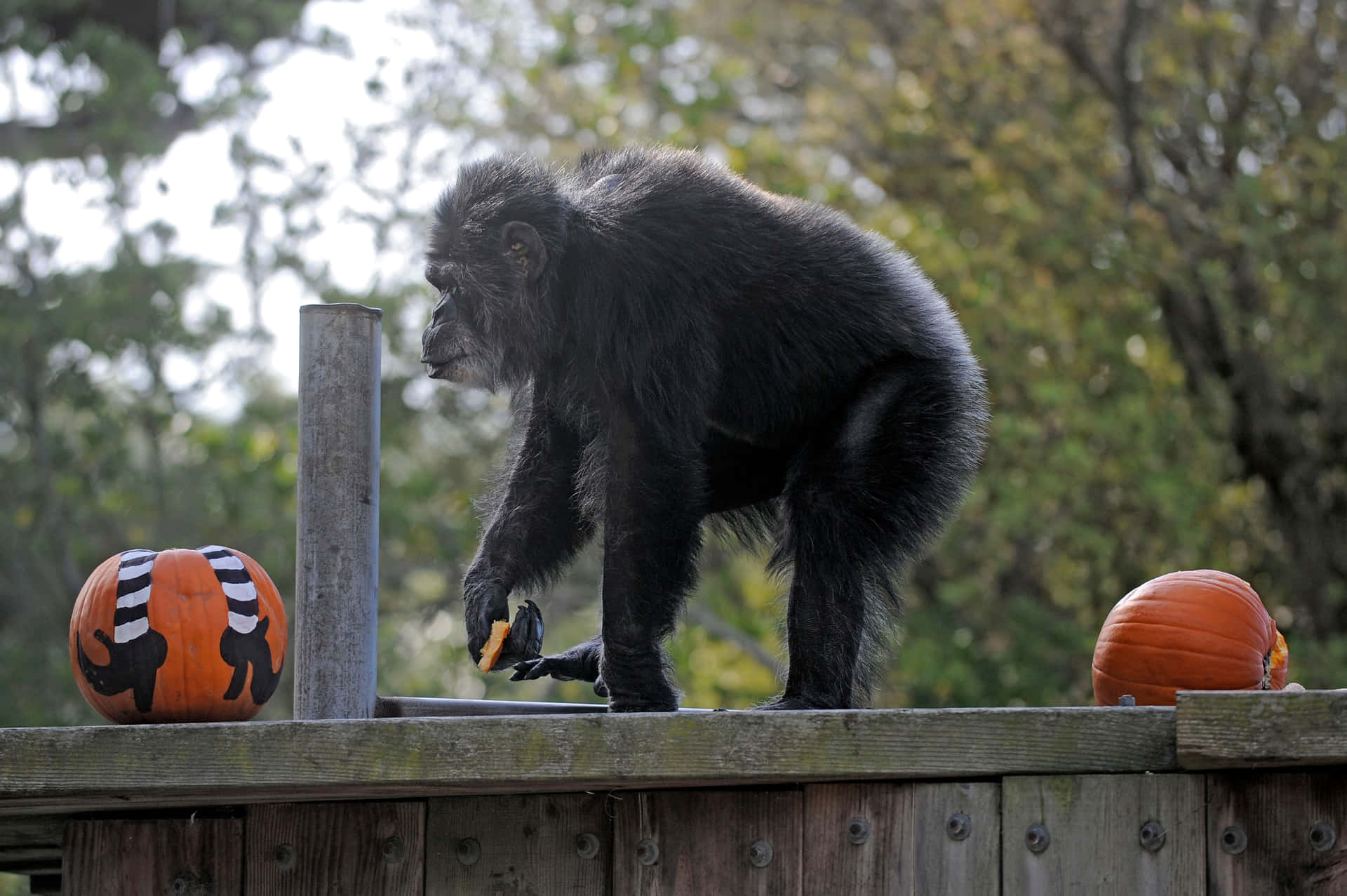 Curious Baby Chimpanzee