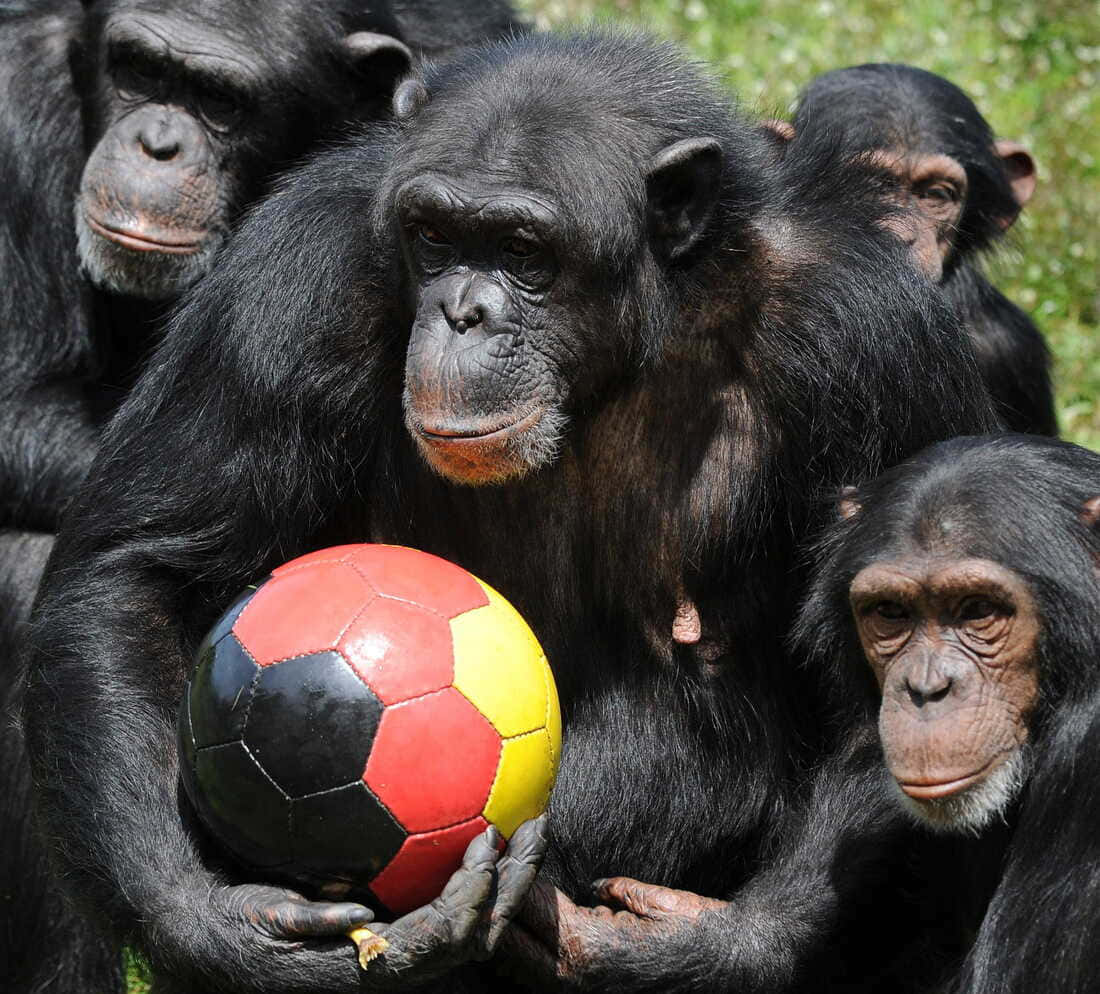 A Chimpanzee taking a break in the jungle