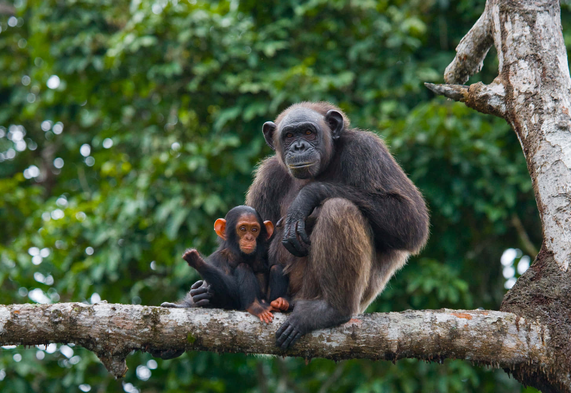 A fun and friendly Chimpanzee enjoying a peaceful moment.