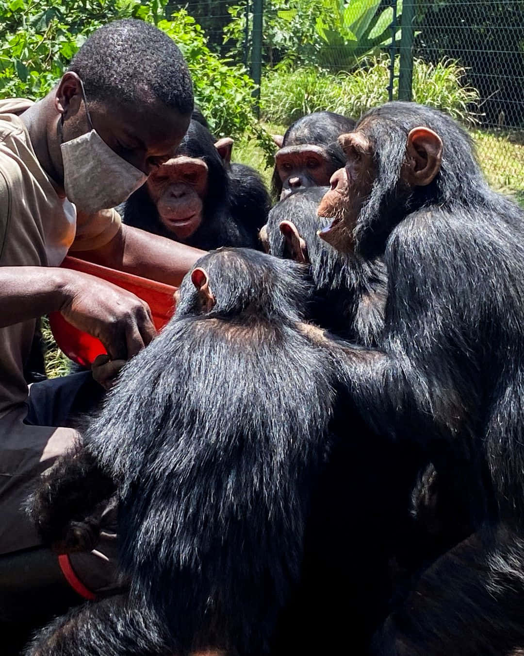 A curious chimpanzee looks up in wonder