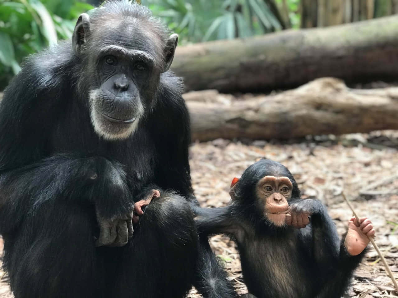 A curious chimpanzee looks on
