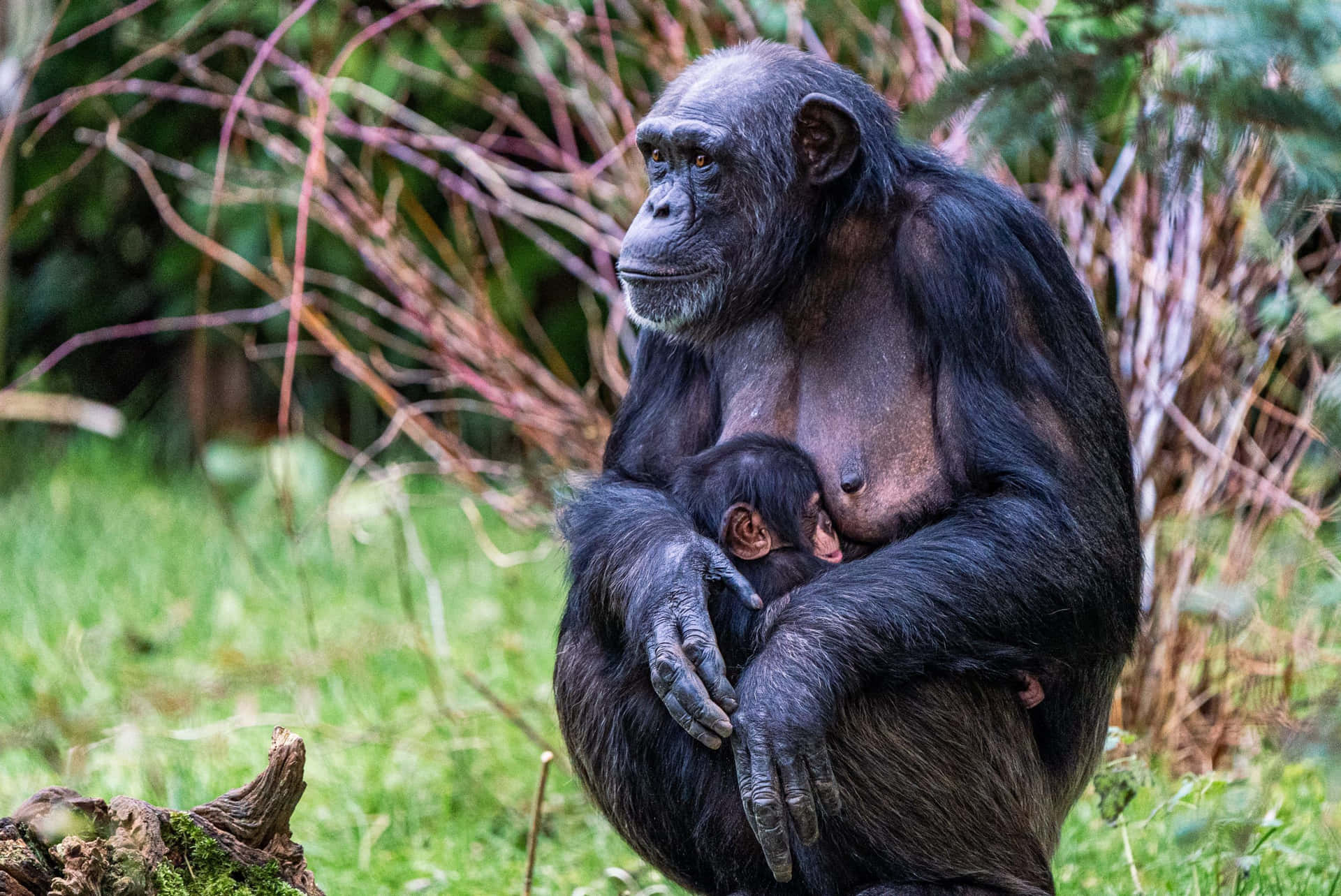 A Chimpanzee admiring its own reflection