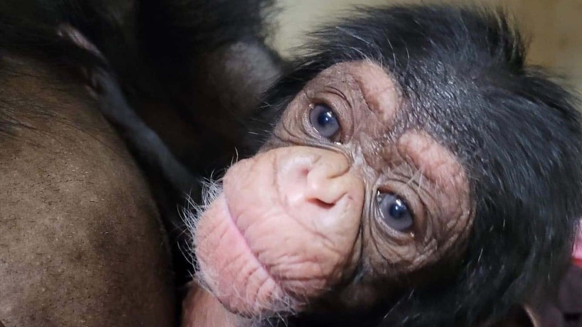 Closeup Photo of a Chimpanzee