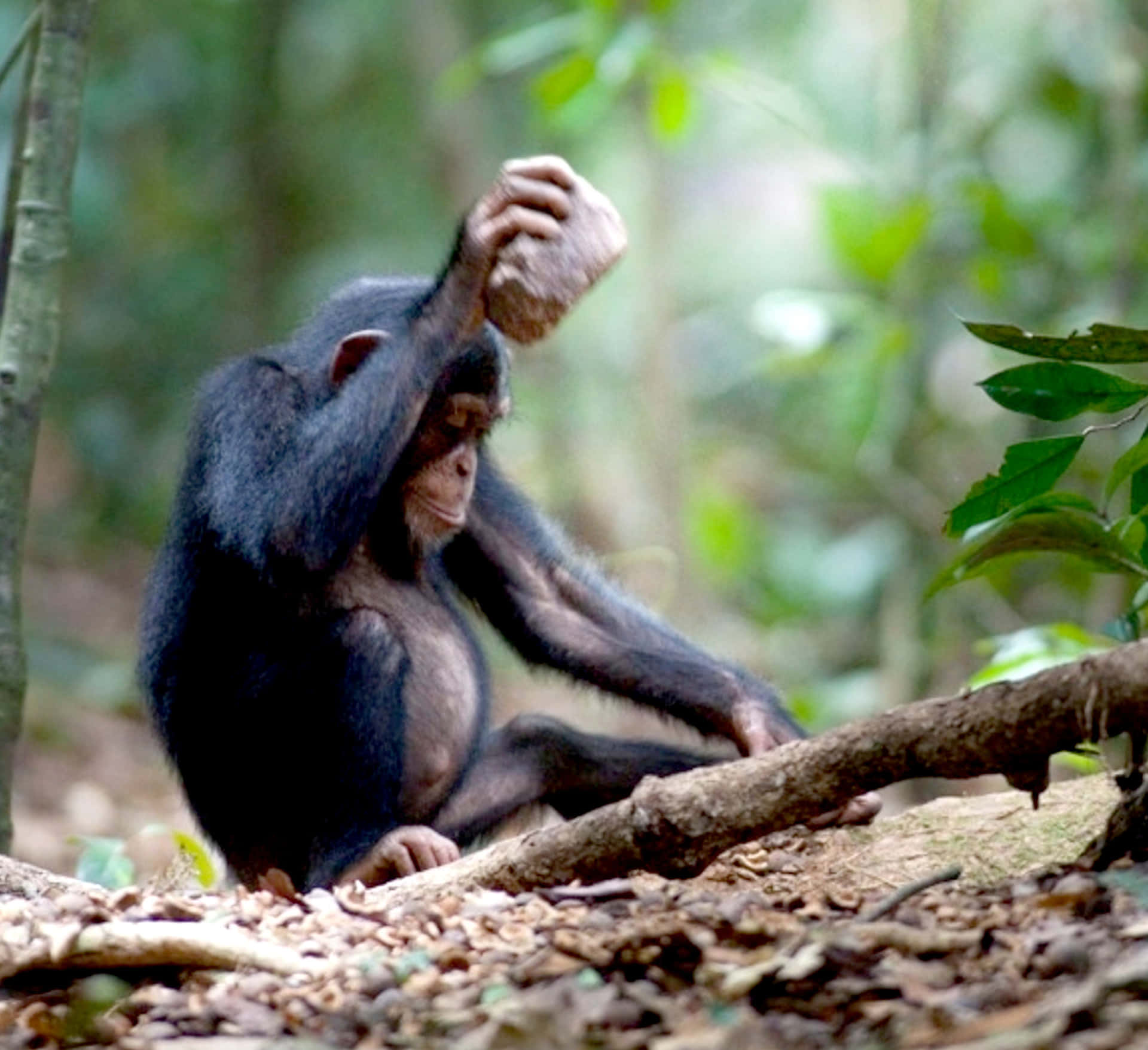Happy Chimpanzee Chilling in the Tree