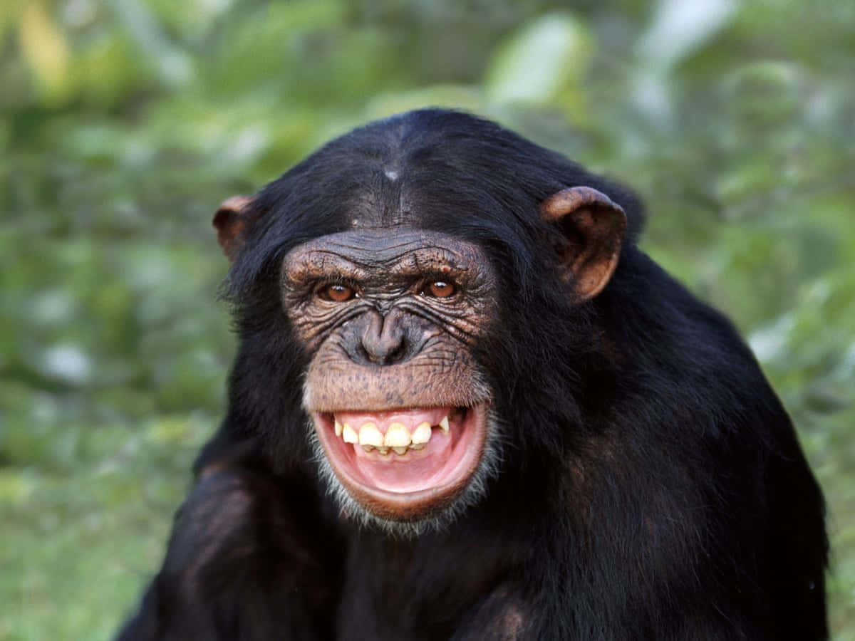A chimpanzee eating a banana