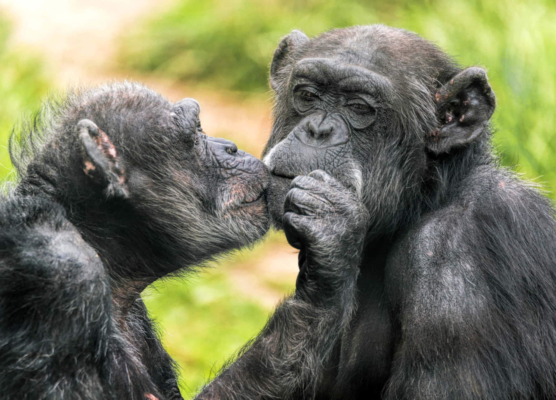 Umchimpanzé Vivendo Em Harmonia Com A Natureza.