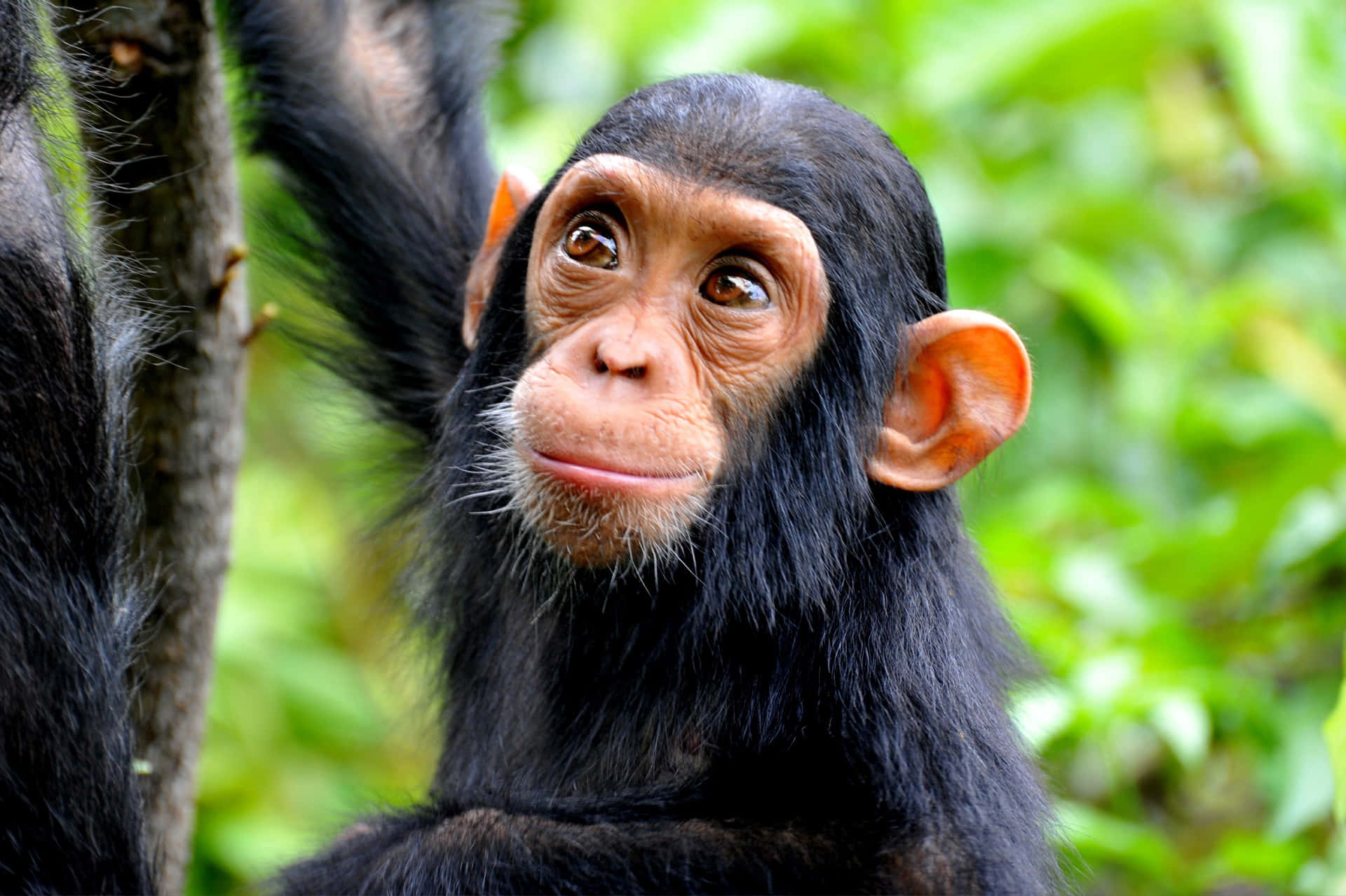 A curious chimpanzee looks back at the camera.