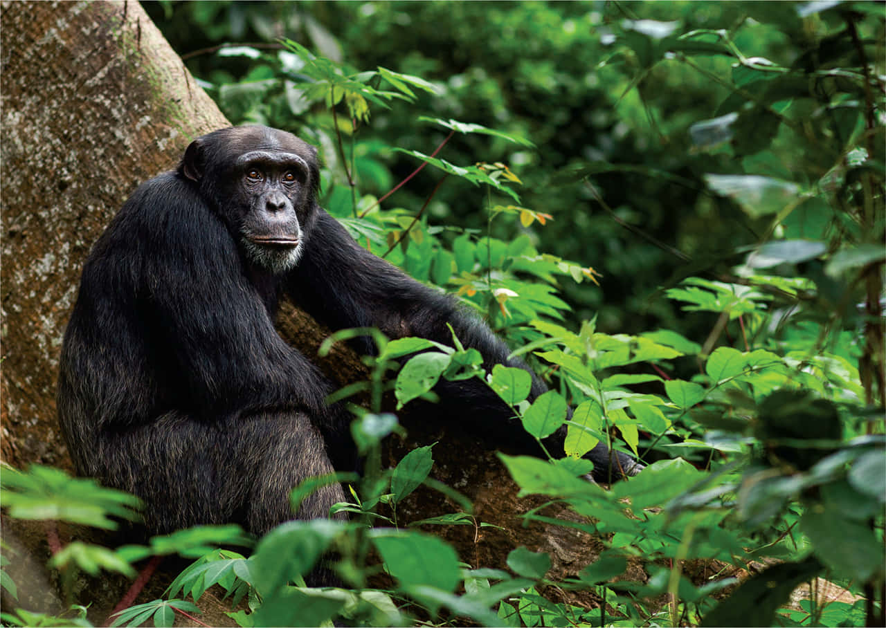 A playful Chimpanzee