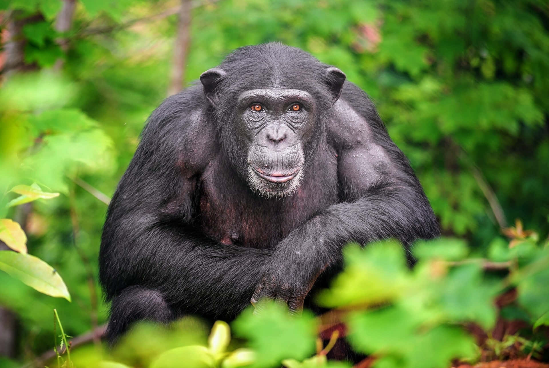 An adorable chimpanzee running in its natural habitat