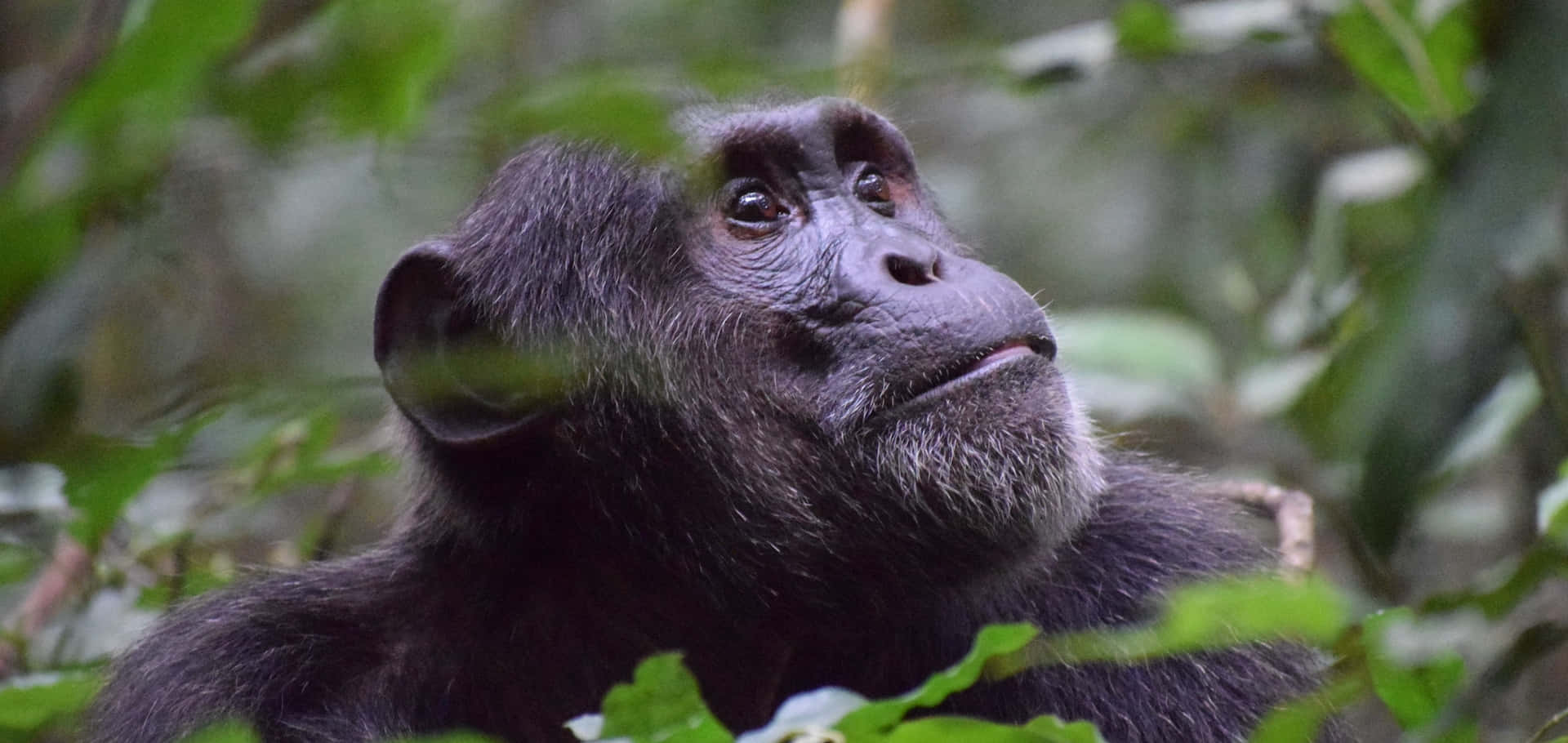 Niedlichesbaby-schimpansen Schaut Neugierig Richtung Kamera.