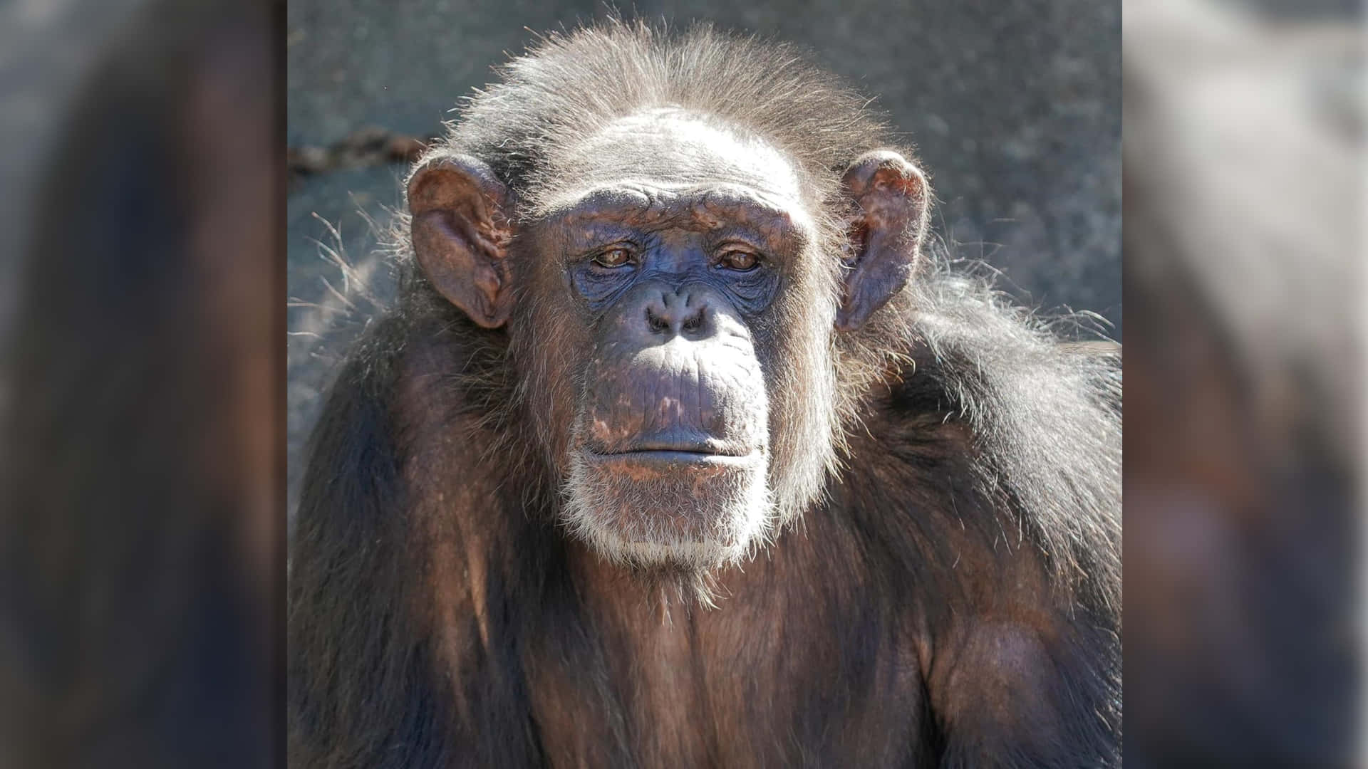 Enung Chimpanse Står På Toppen Af En Trægren Og Overvåger Sine Omgivelser.