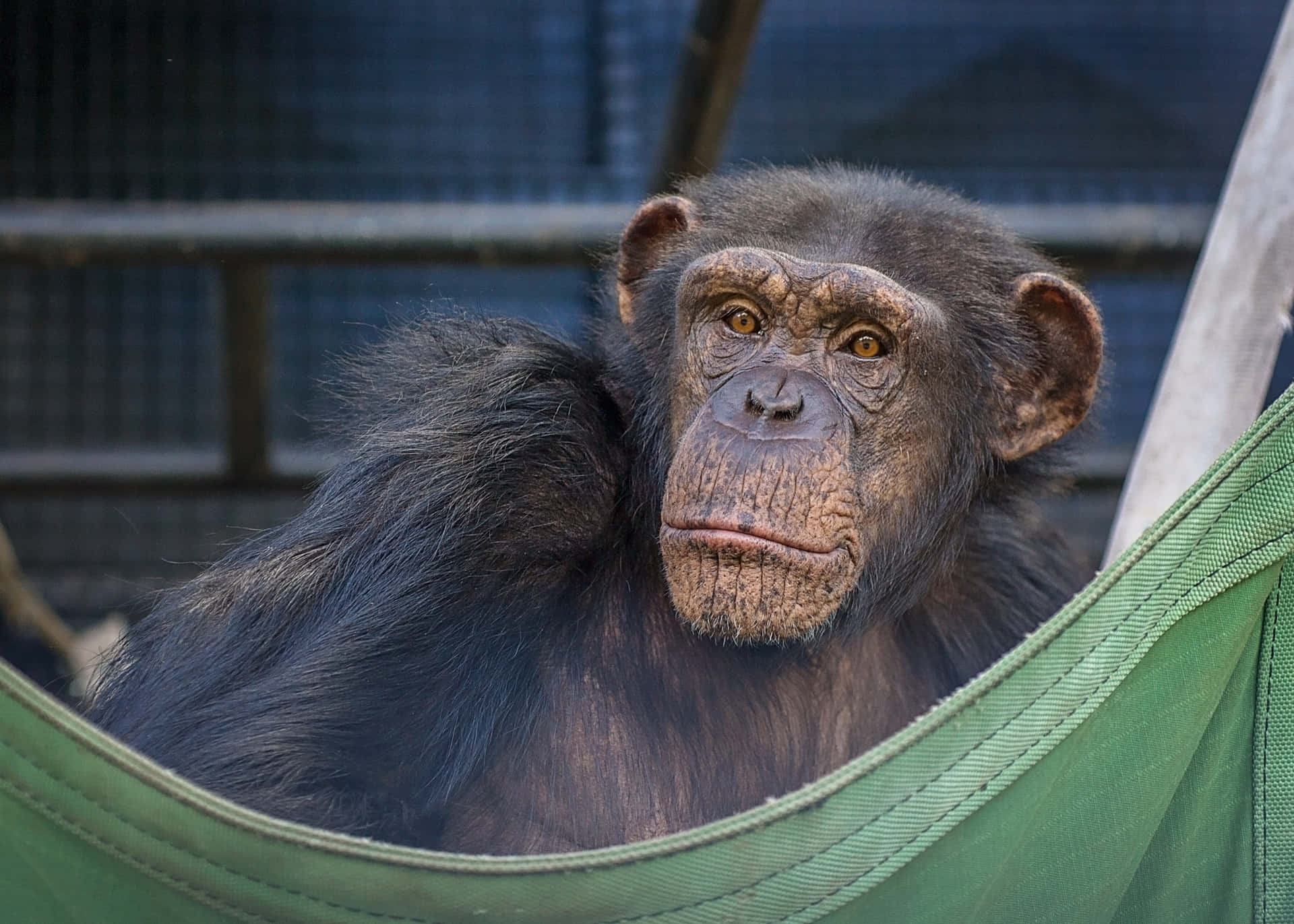 "Adorable Chimpanzee Enjoying His Day"