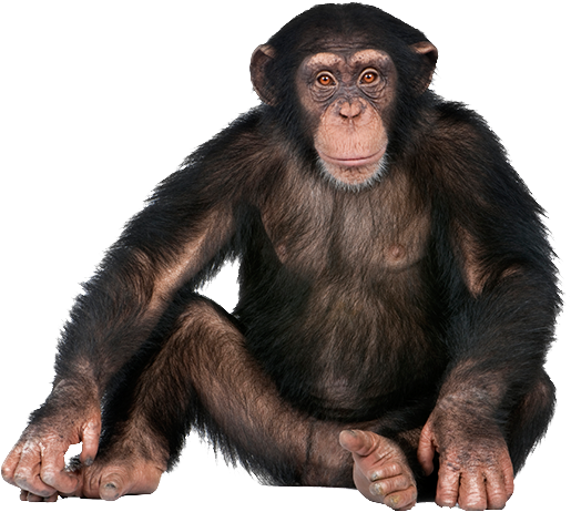 Chimpanzee Portrait Isolated PNG