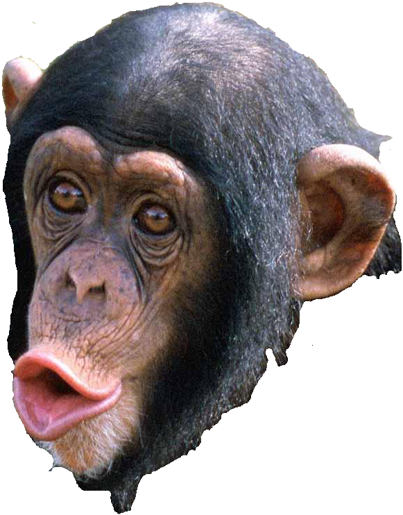 Chimpanzee Portrait Sticking Out Tongue.png PNG
