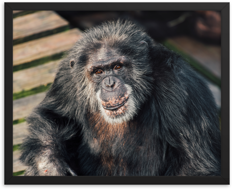 Chimpanzee Portrait Sunlight PNG