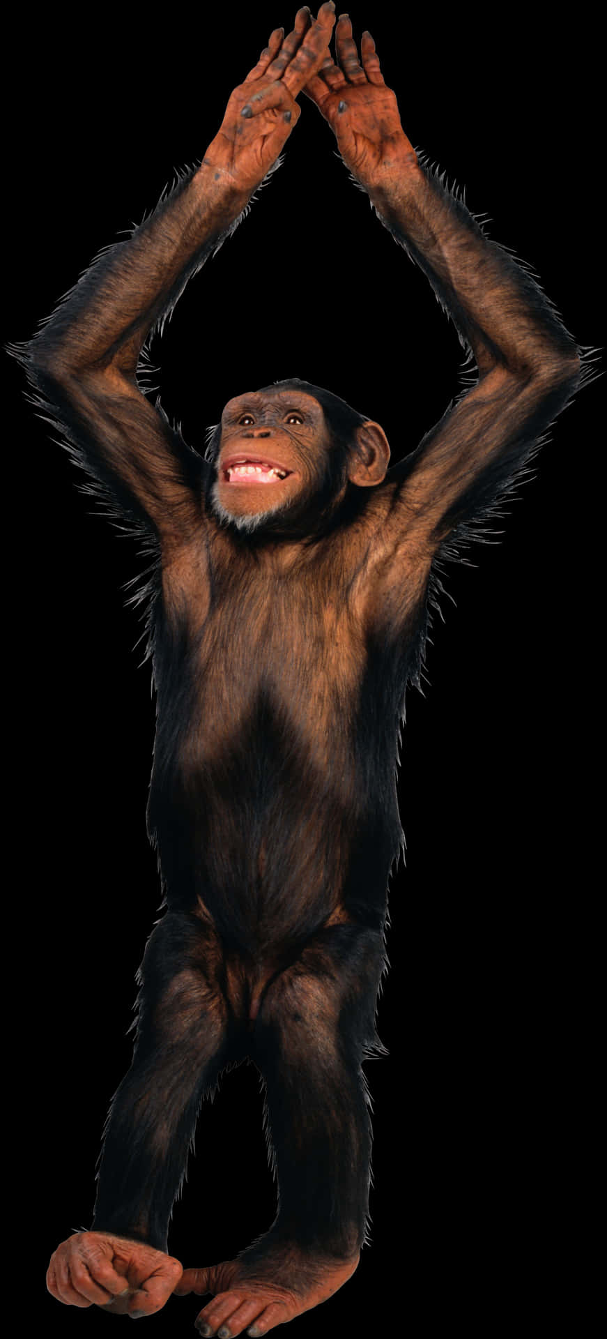 Chimpanzee_ Raising_ Arms PNG