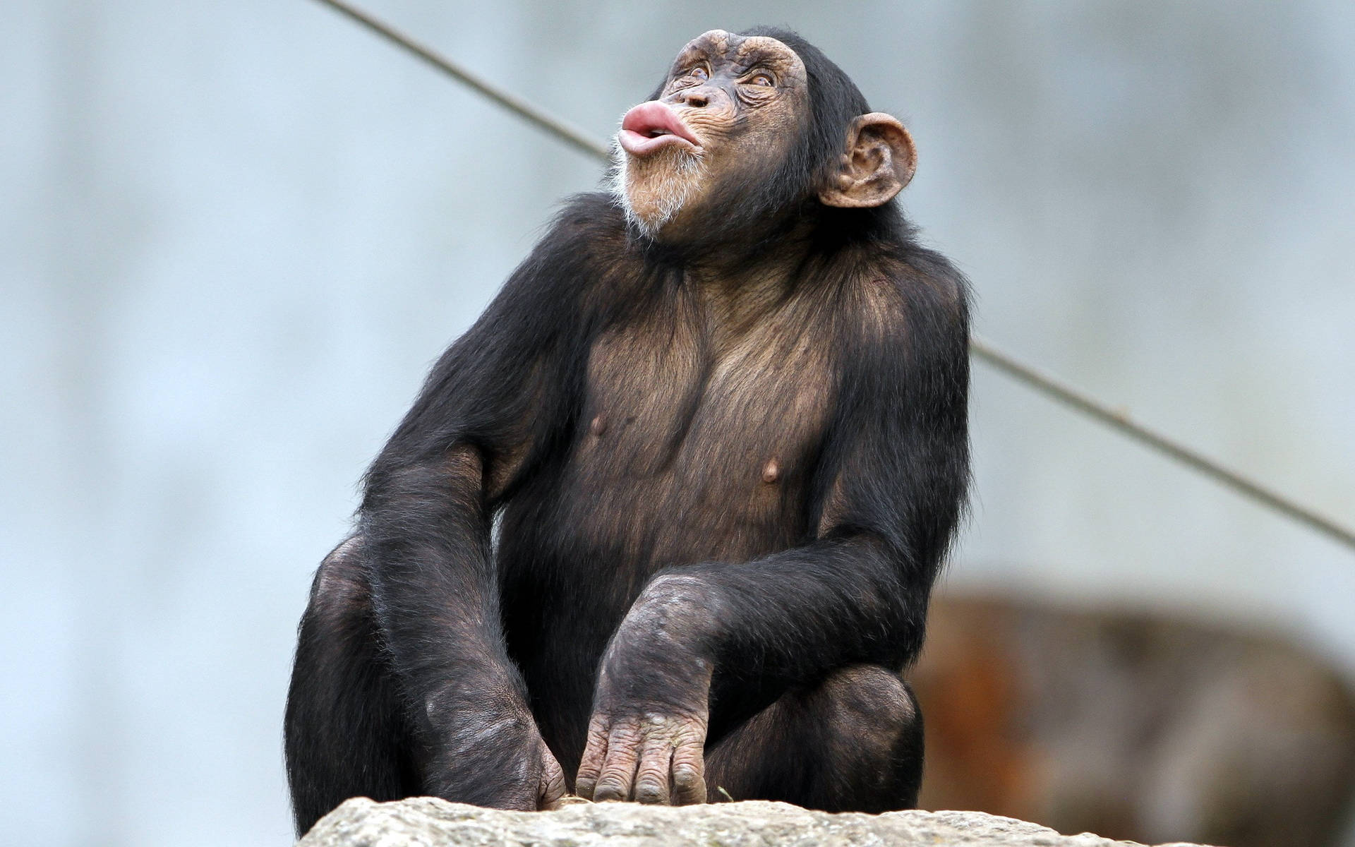 Chimpanzee Side Pose Wallpaper