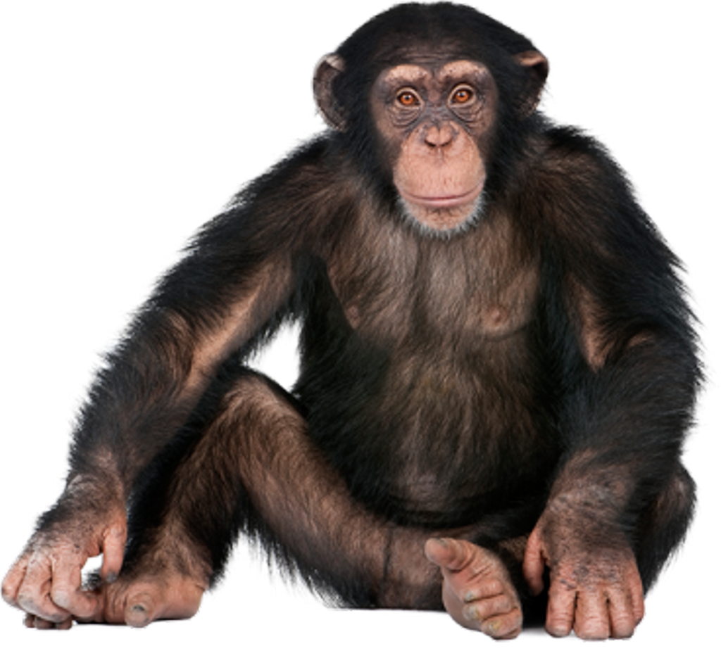 Chimpanzee Sitting Pose PNG