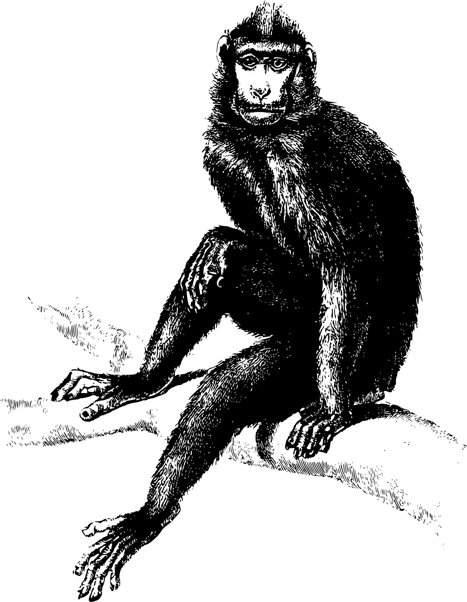 Chimpanzee Sketch Illustration PNG