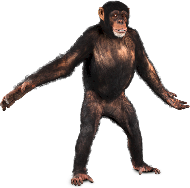 Chimpanzee Standing Transparent Background PNG