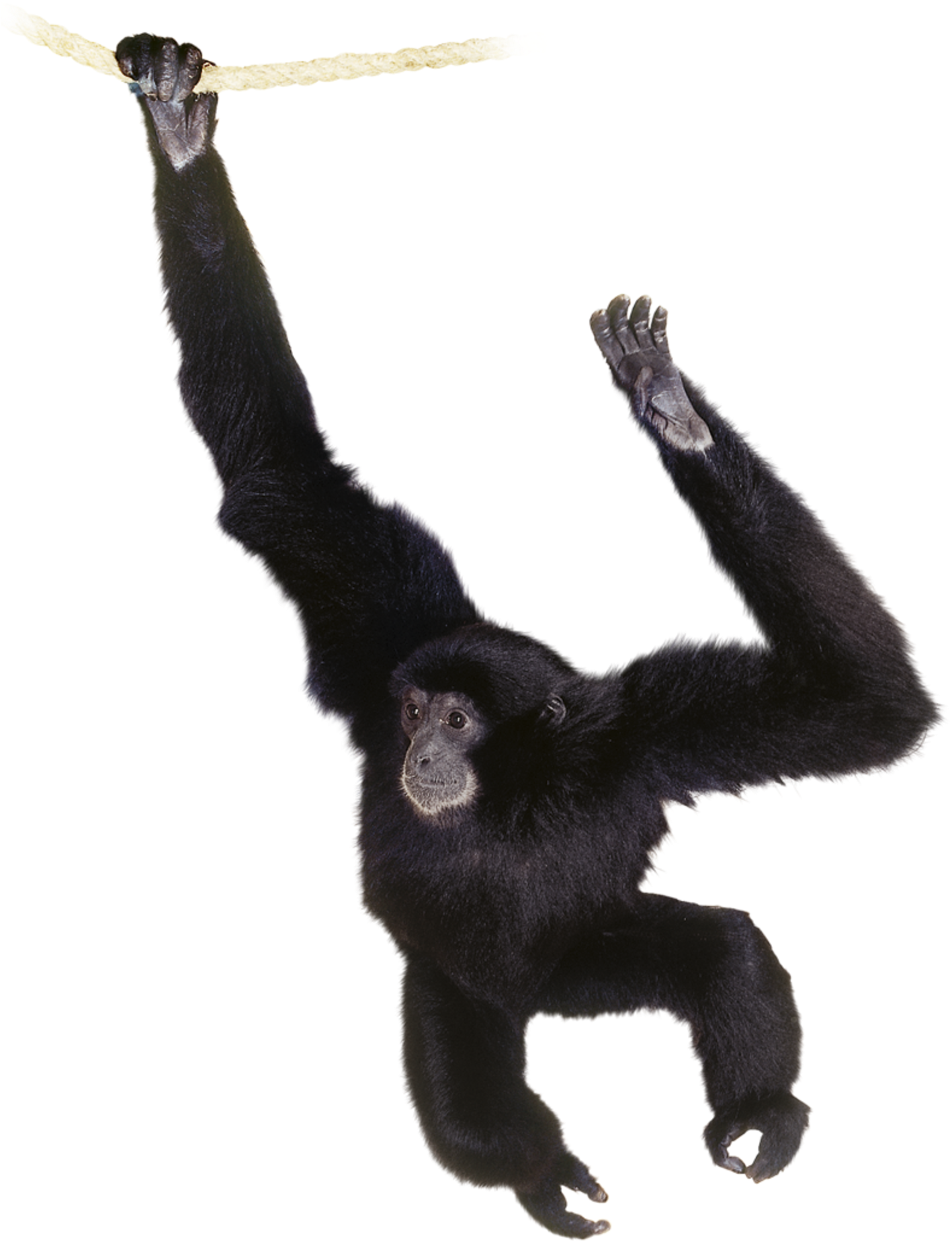 Chimpanzee Swingingon Rope PNG