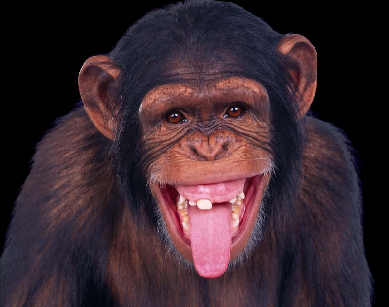 Chimpanzee With Open Mouth PNG