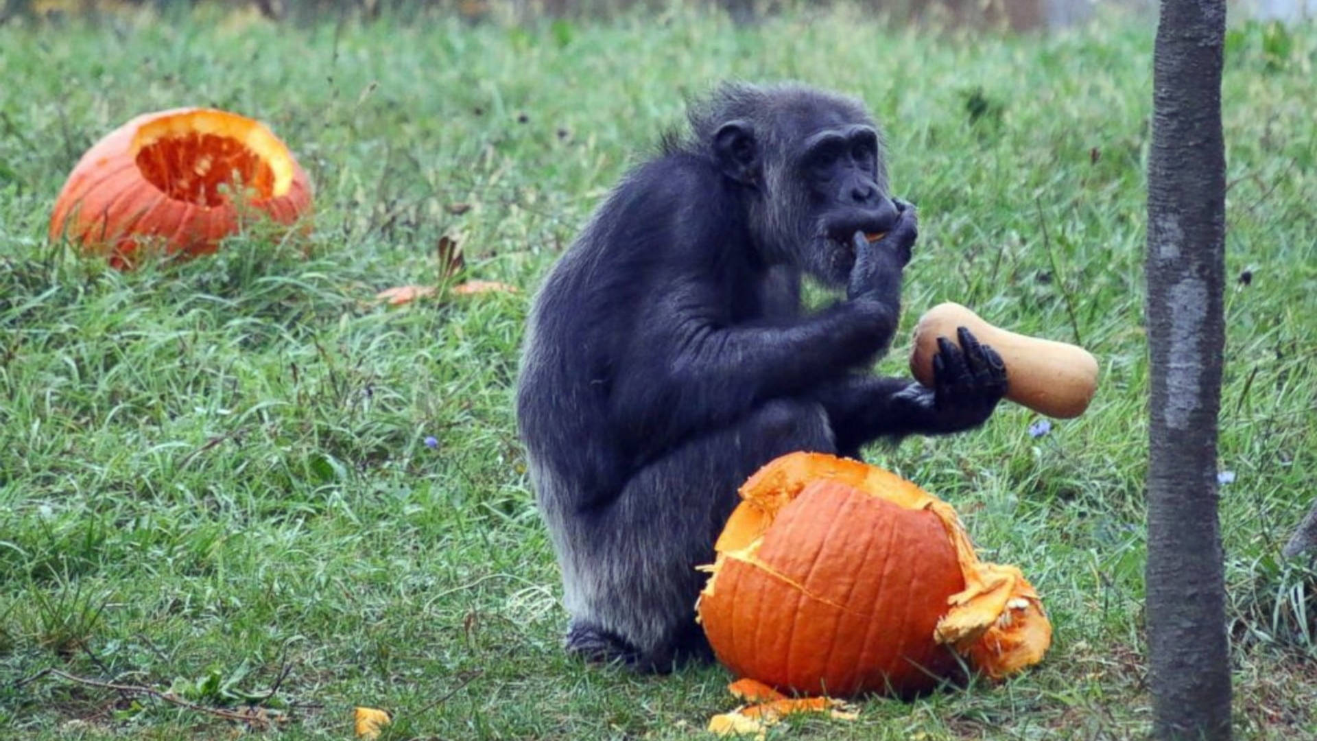 Chimpanzee With Pumpkins In Zoo Wallpaper