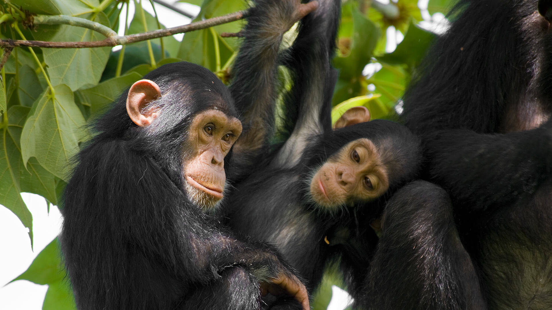 Chimpanzees At Leafy Tree Wallpaper