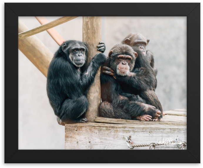 Chimpanzees_ Perched_ Together PNG