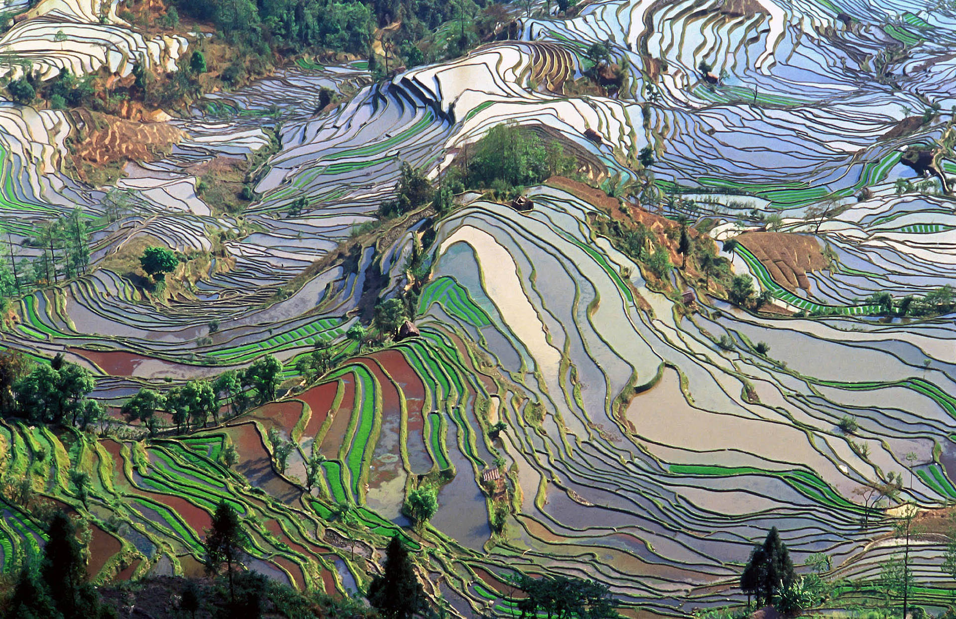 China Hani Terraces Picture