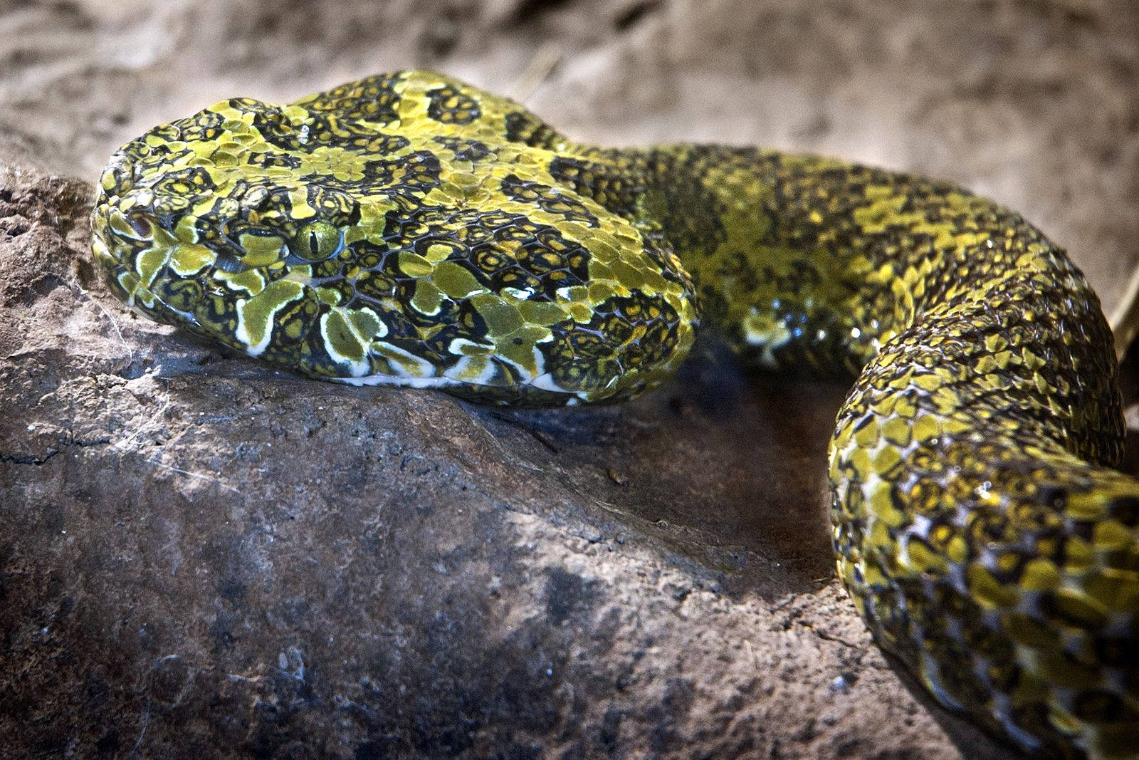 Chinamountain Viper Venom Zoo Can Be Translated To Spanish As 