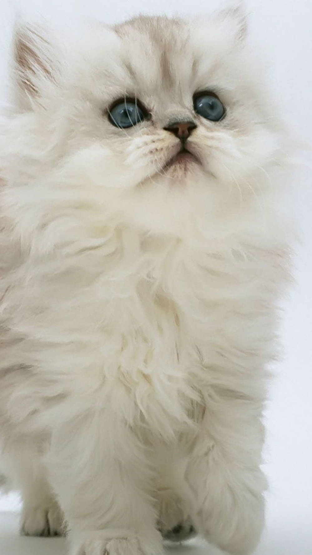 Chinchilla Persian White Cat Iphone Wallpaper