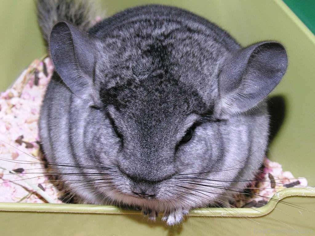 A Gray Chinchilla Sitting In A Green Container