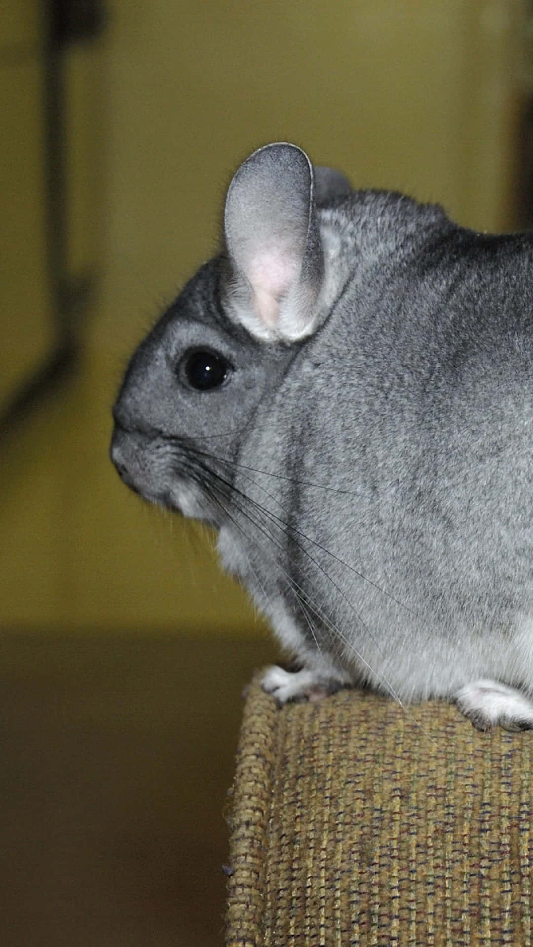 Cute and Fluffy - Look at this adorable Chinchilla!