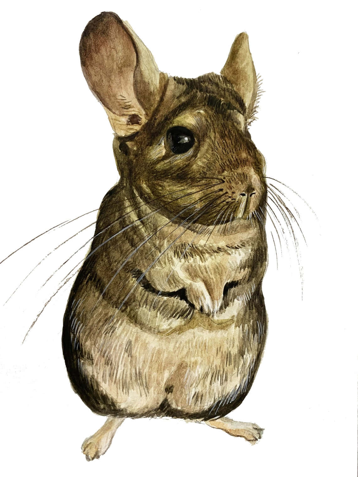 A Watercolor Painting Of A Chinchilla