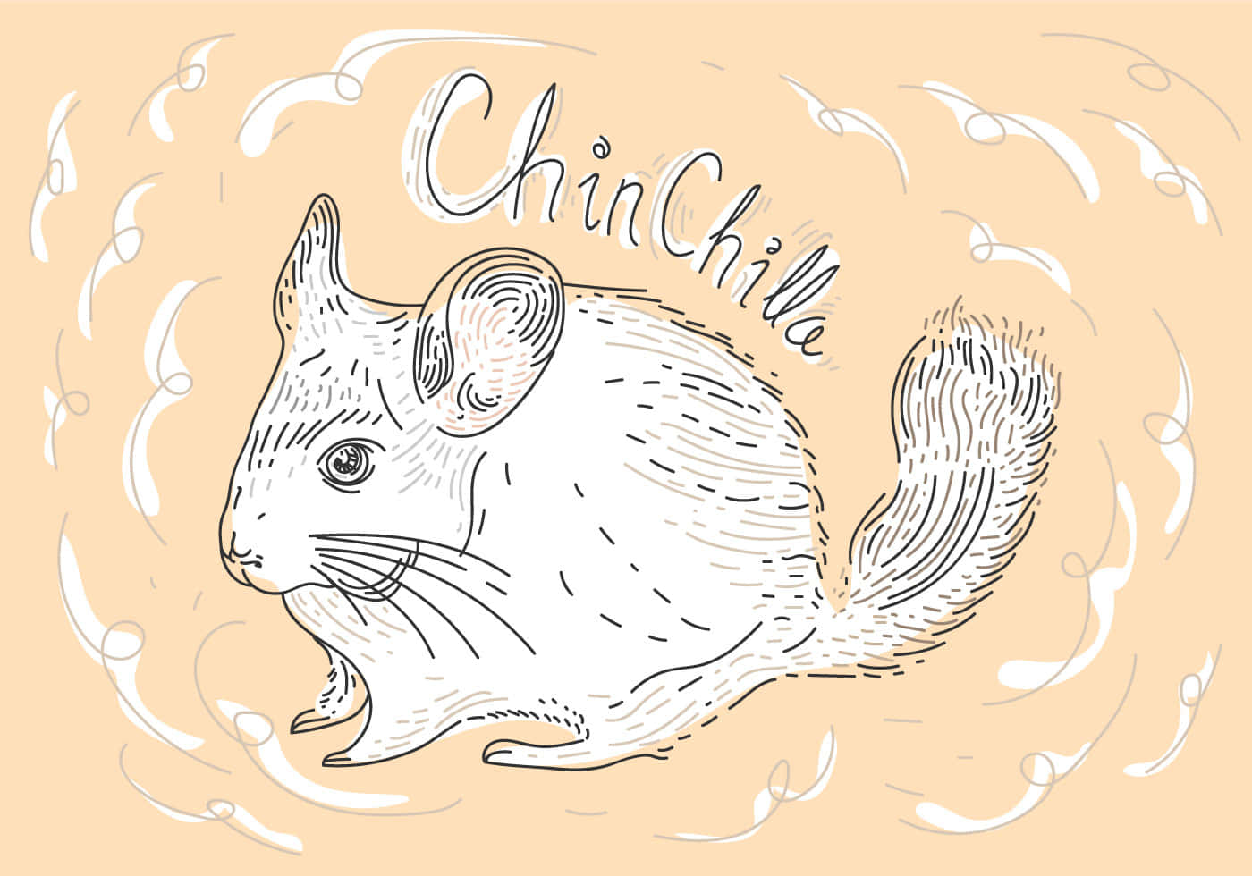 "This cute chinchilla is ready to find its forever home!"