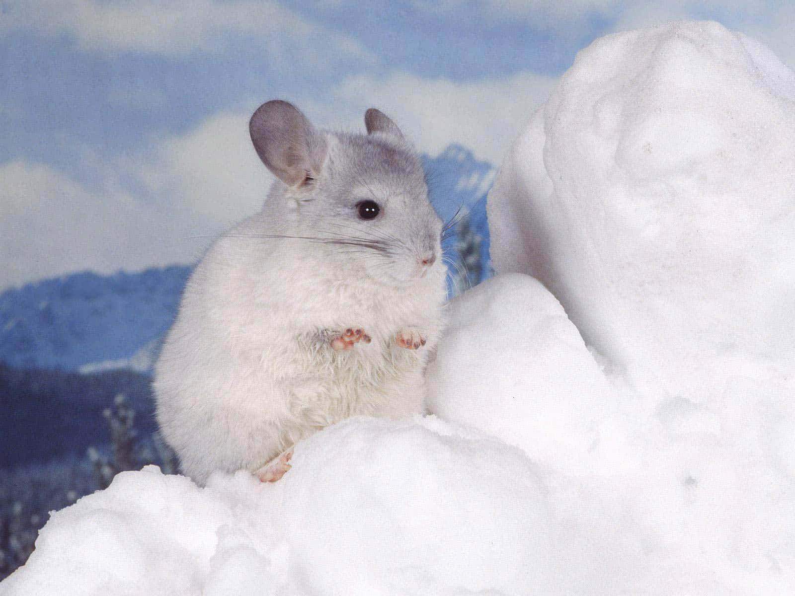 A Chinchilla Sitting On Top Of Snow
