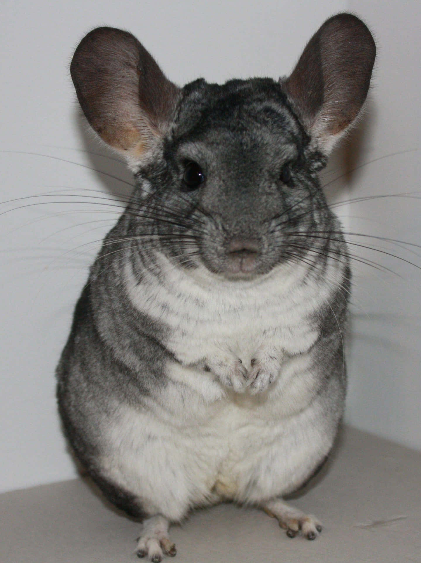 This cuddly chinchilla is just too cute!