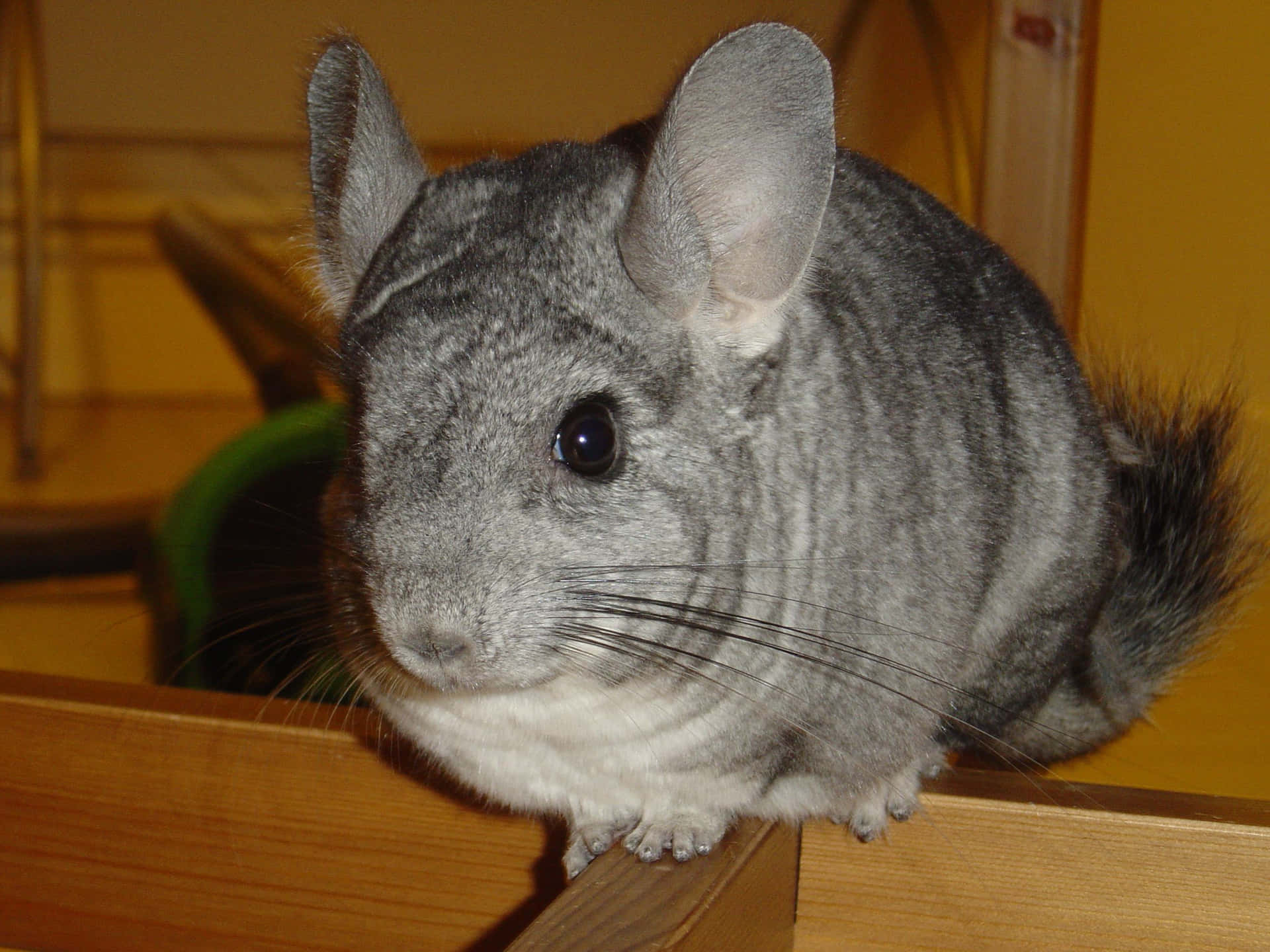 A close-up of a brown chinchilla with beautiful eyes.