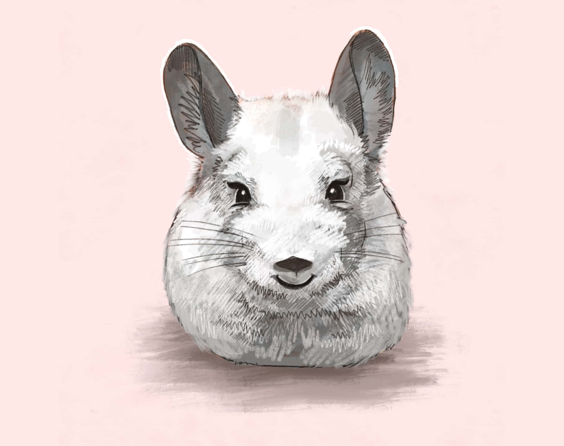 Download Cute chinchilla relaxing at home | Wallpapers.com