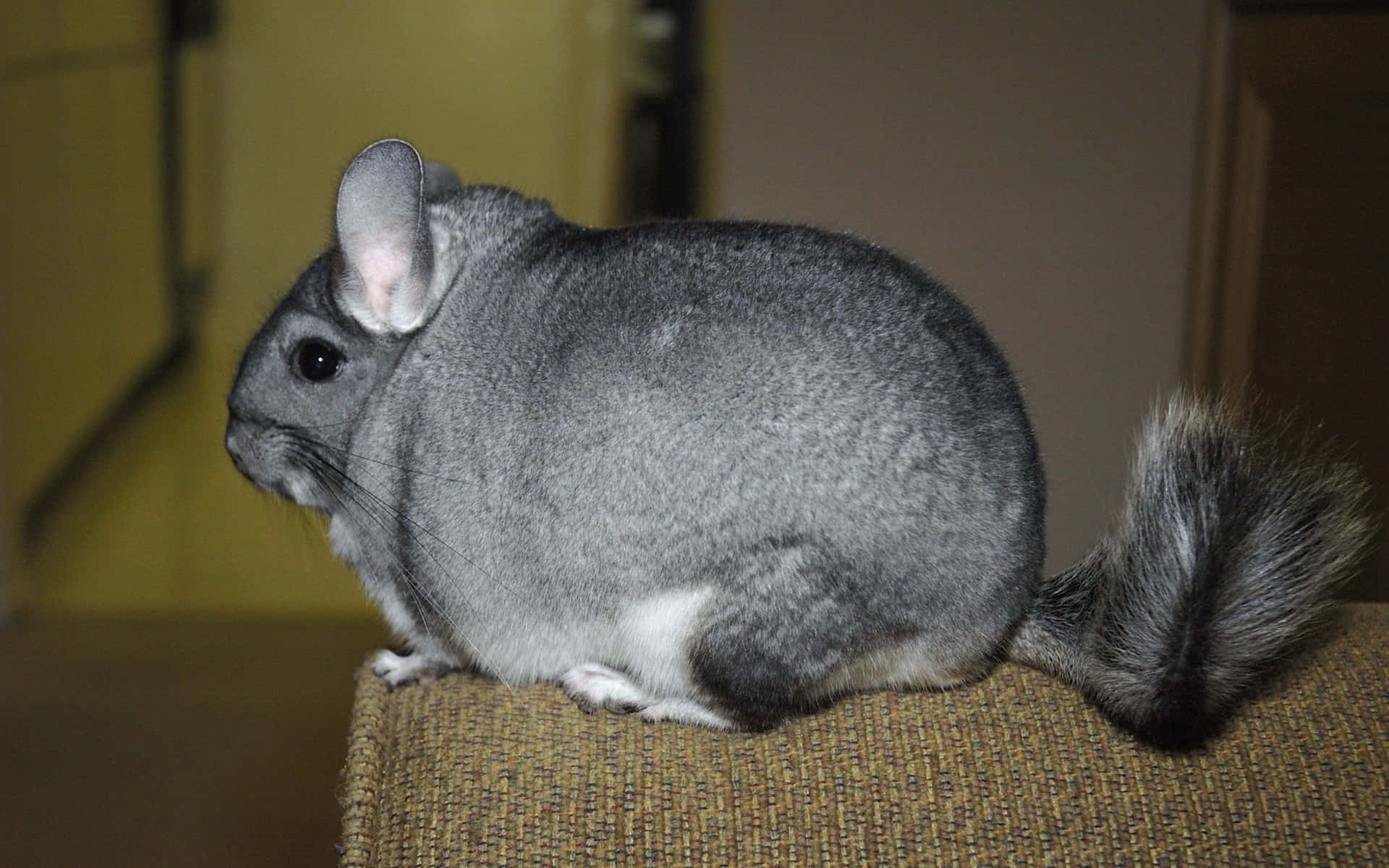 A Gray Chinee Sitting On A Chair