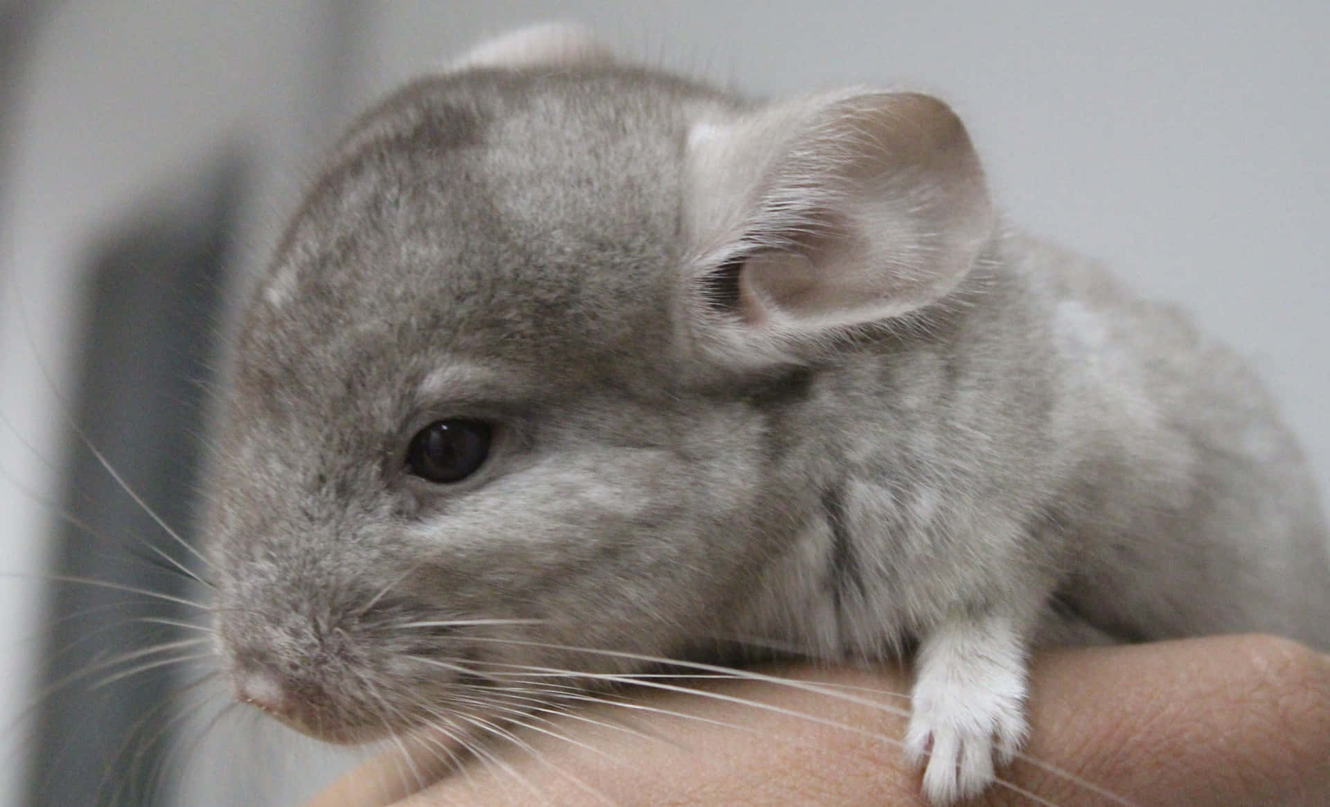 A cute chinchilla looks up at you with its big eyes