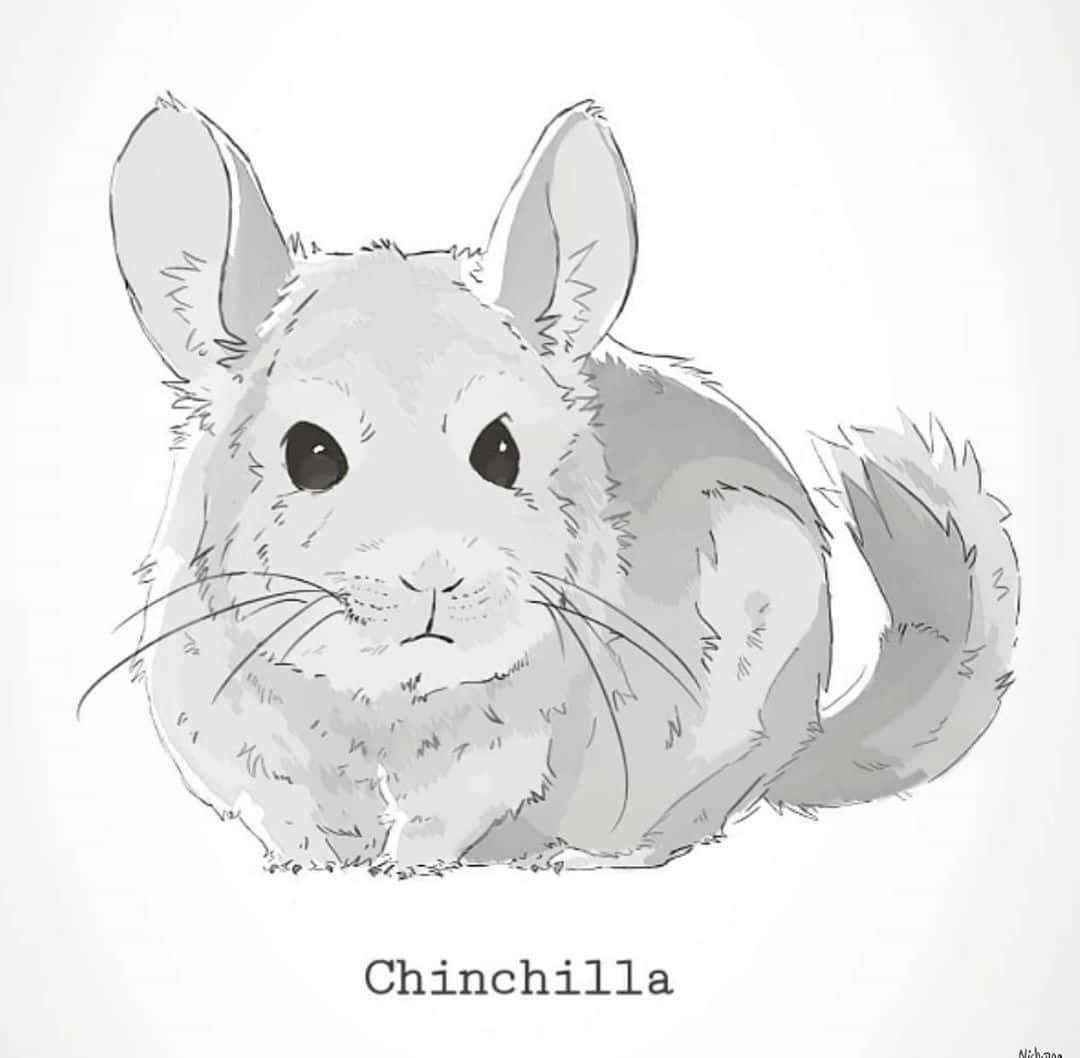 Adorable chinchilla looking out the window.