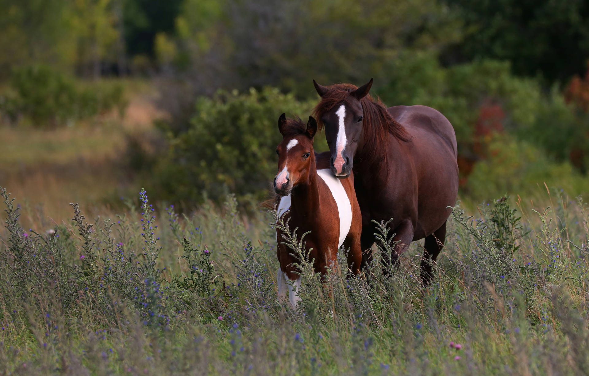 Chincoteague Pony And Young Foal Wallpaper
